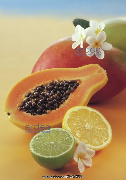 : Papaya, Carica papaya : Papaya, Carica papaya