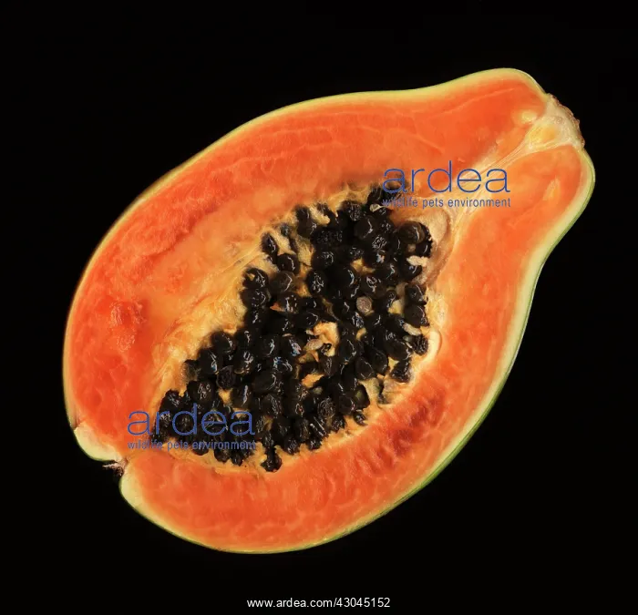 : Papaya, Carica papaya : Papaya, Carica papaya