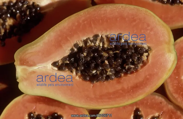 : Papaya fruit from Brazil : Papaya fruit from Brazil