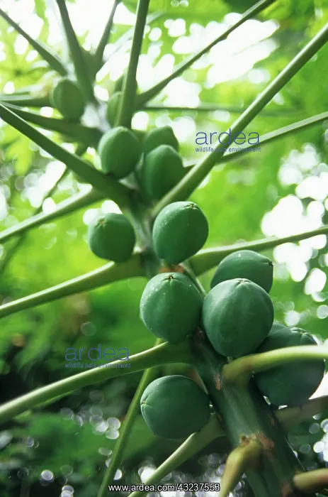 : Papaya, Carica papaya : Papaya, Carica papaya