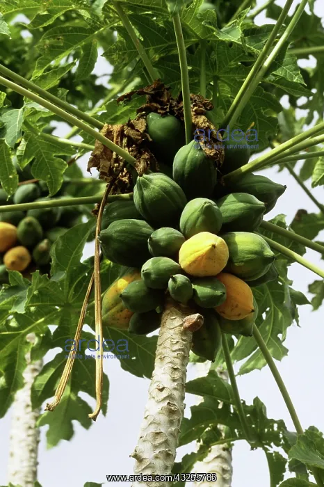 : Papaya tree with fruit (Carica papaya); Mission, Texas : Papaya tree with fruit (Carica papaya); Mission, Texas