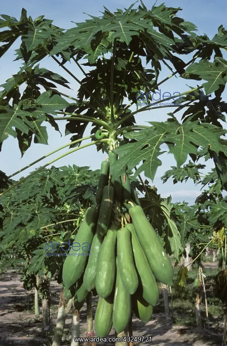  : Papaya (Carica papaya)