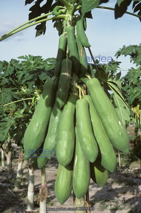 : Papaya (Carica papaya) : Papaya (Carica papaya)
