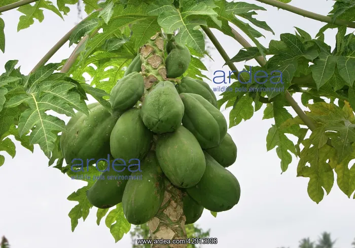 : Papaya - fruit on tree : Papaya - fruit on tree