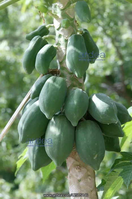 : Papaya / Paw Paw - fruit on tree : Papaya / Paw Paw - fruit on tree