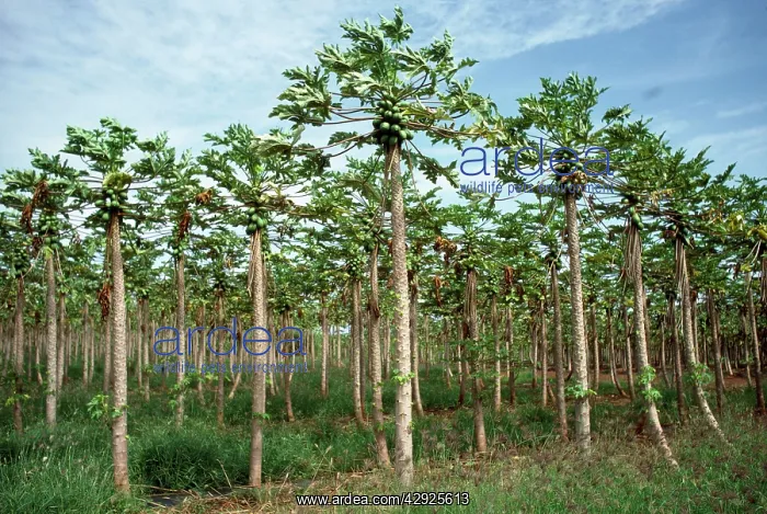 : Papaya / Paw Paw - plantation : Papaya / Paw Paw - plantation