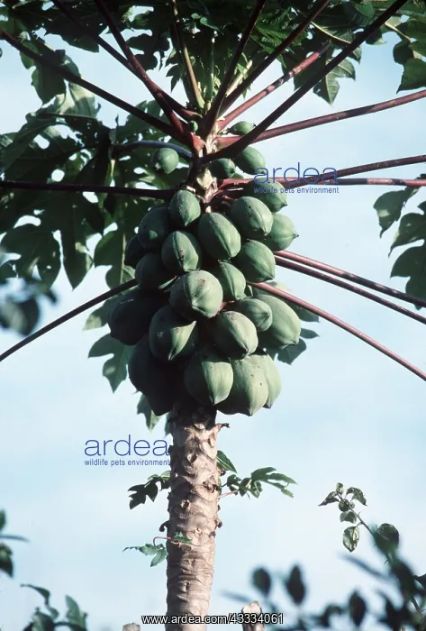 : Papaya Tree - With fruits : Papaya Tree - With fruits