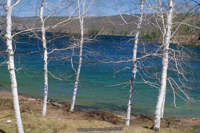 : Paper-Bark Tree / White Birch Tree - growing by : Paper-Bark Tree / White Birch Tree - growing by