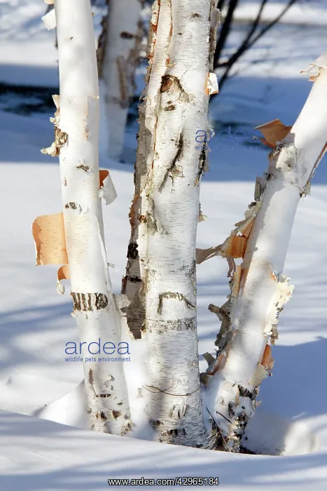 : Paper Birch - also known as American White Birch : Paper Birch - also known as American White Birch