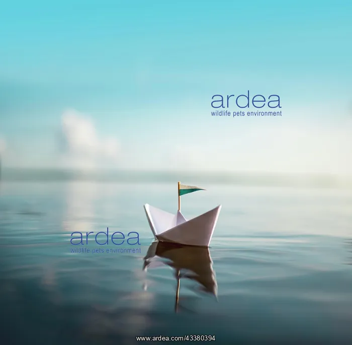 : Paper boat on the water : Paper boat on the water