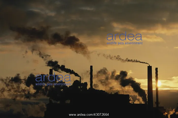 : Paper Mill Fumes : Paper Mill Fumes