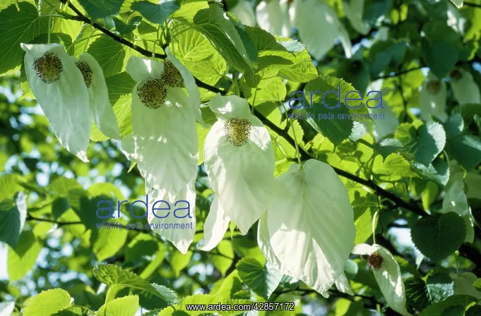 : PAPER HANDKERCHIEF TREE : PAPER HANDKERCHIEF TREE