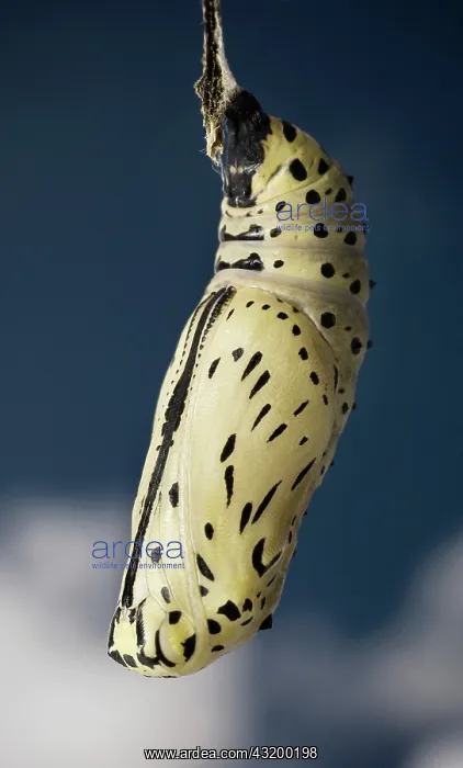 : Paper kite butterfly pupa : Paper kite butterfly pupa