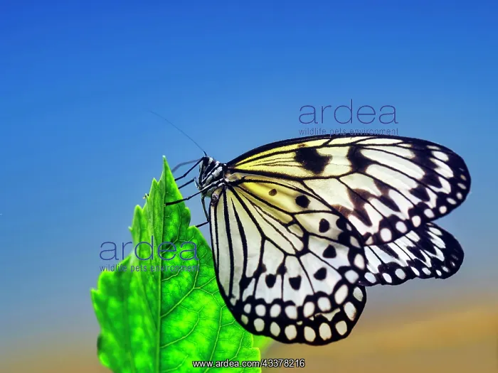 : Paper kite (Idea leuconoe), captive : Paper kite (Idea leuconoe), captive