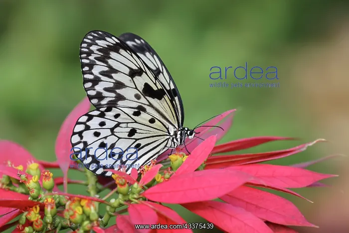  : Paper kite or Large tree nymph butterfly