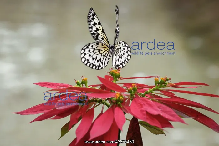: Paper kite or Large tree nymph butterfly flying : Paper kite or Large tree nymph butterfly flying