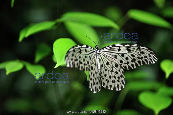 : Paper Kite / Rice Paper butterfly : Paper Kite / Rice Paper butterfly