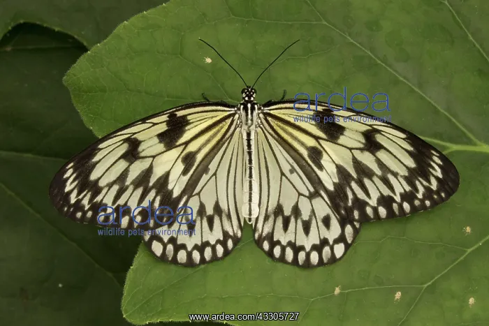 : Paper Kite / Rice Paper / Large Tree Nymph Butterfly : Paper Kite / Rice Paper / Large Tree Nymph Butterfly