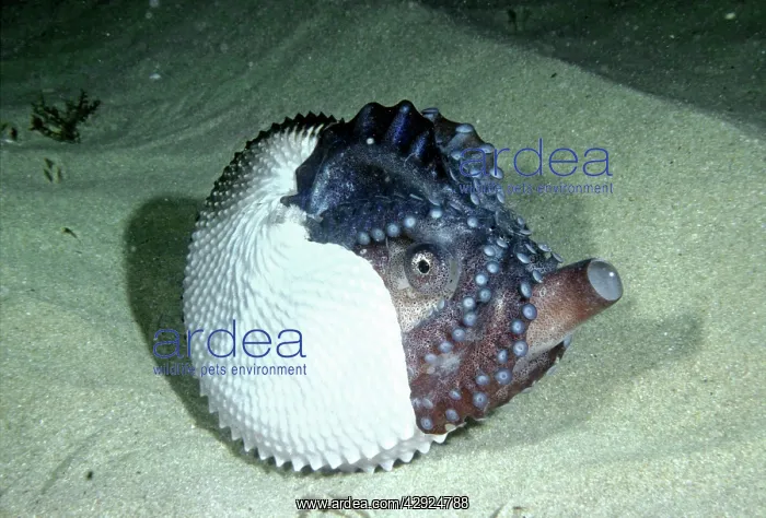 : Paper NAUTILUS / ARGONAUT - spawning in shallows : Paper NAUTILUS / ARGONAUT - spawning in shallows