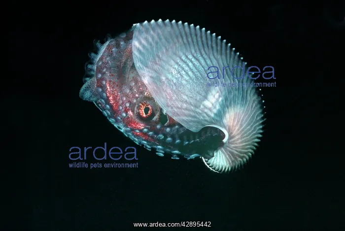 : Paper NAUTILUS / ARGONAUT - swimming 21 meters down : Paper NAUTILUS / ARGONAUT - swimming 21 meters down
