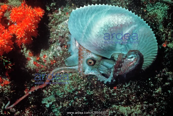 : Paper NAUTILUS / ARGONAUT - swimming in 21 meters : Paper NAUTILUS / ARGONAUT - swimming in 21 meters