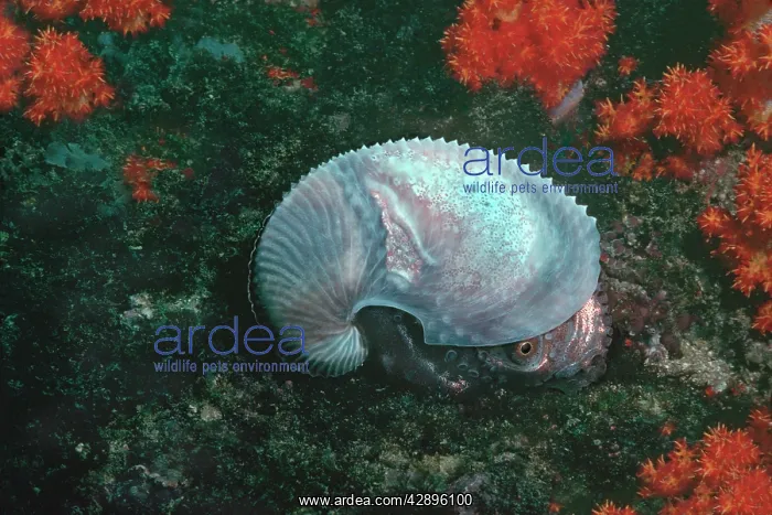 : Paper NAUTILUS / ARGONAUT - swimming in 21 meters : Paper NAUTILUS / ARGONAUT - swimming in 21 meters