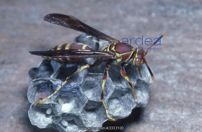 : Paper Nest Wasp : Paper Nest Wasp