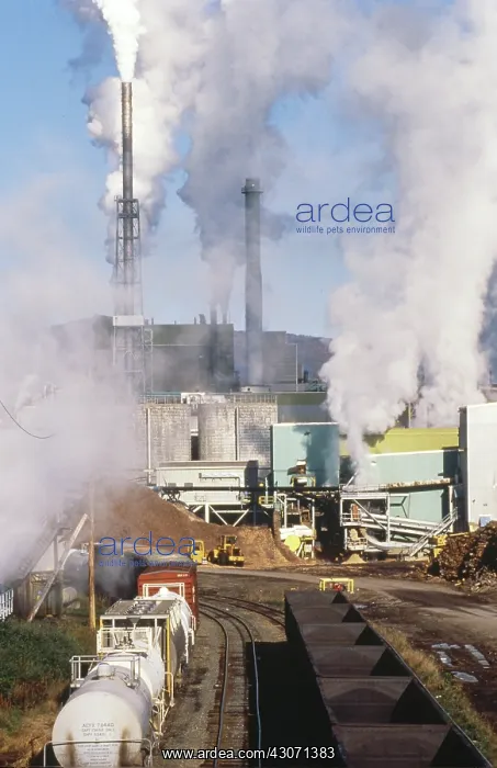 : Paper plant : Paper plant