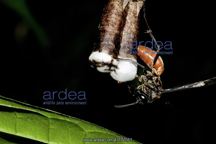 : Paper wasp : Paper wasp