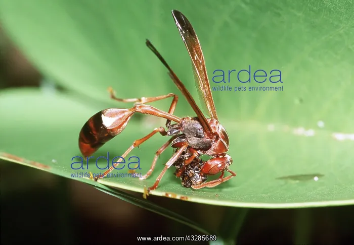: Paper Wasp chewing caterpillar / larvae : Paper Wasp chewing caterpillar / larvae