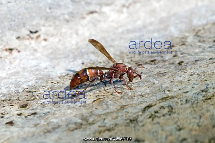  : Paper Wasp - drinking water at birdbath