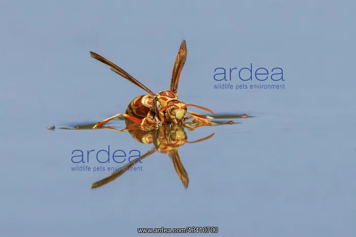 : Paper wasp drinking water from surface of pond : Paper wasp drinking water from surface of pond