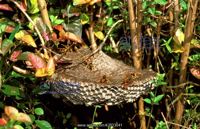 : Paper wasp - 'inverted wine-glassI paper nest : Paper wasp - 'inverted wine-glassI paper nest