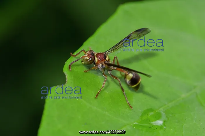  : Paper Wasp on leaf - Saba, Bali, Indonesia