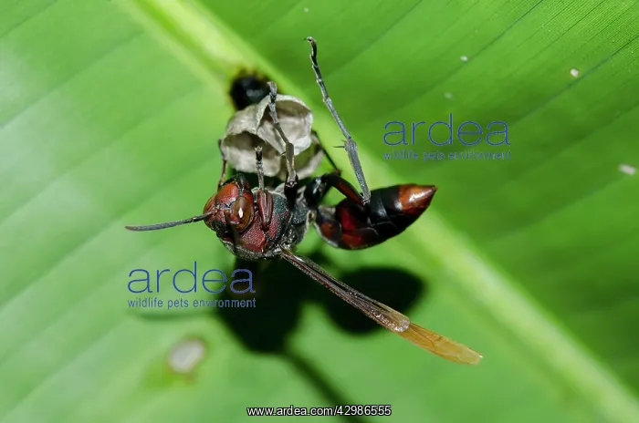 : Paper Wasp starting to build a new nest - Klungkung : Paper Wasp starting to build a new nest - Klungkung