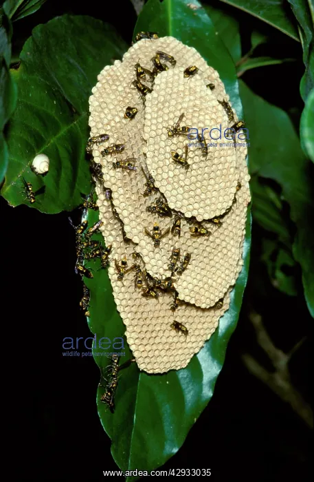 : Paper wasp - vertically-layered nest : Paper wasp - vertically-layered nest