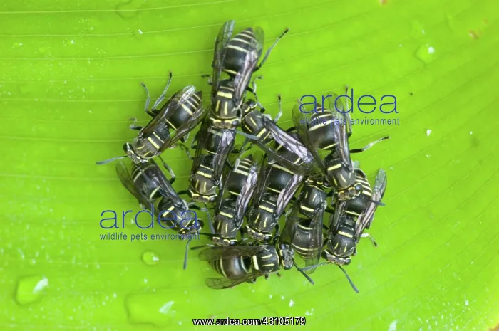 : Paper Wasps : Paper Wasps