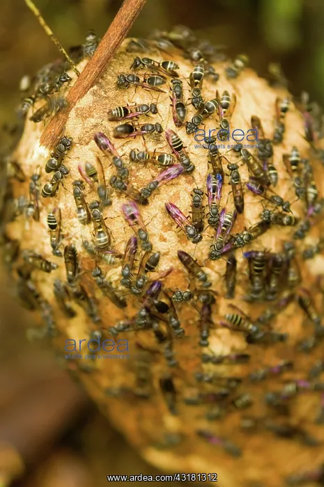  : Paper Wasps