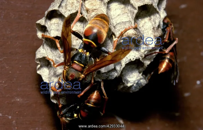 : Paper wasps - female workers attending larvae in : Paper wasps - female workers attending larvae in