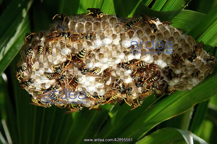 : Paper Wasps - at nest : Paper Wasps - at nest