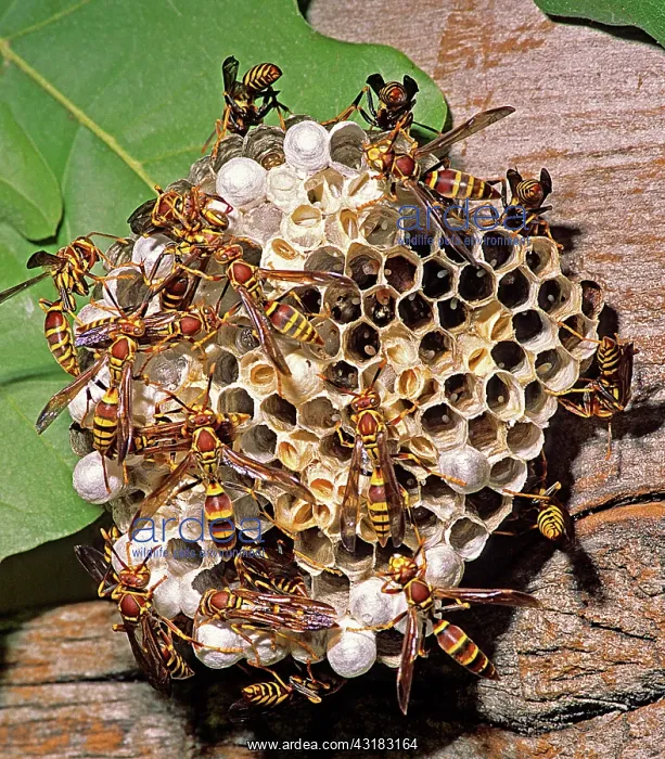  : Paper wasps on nest