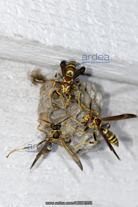 : Paper Wasps (Polistes sp.) at nest : Paper Wasps (Polistes sp.) at nest