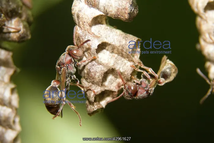 : Two Paper Wasps - tend cells on their comb'-like : Two Paper Wasps - tend cells on their comb'-like
