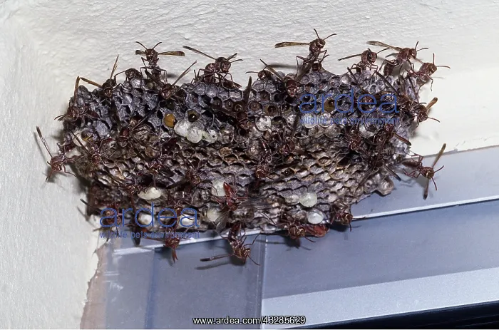 : PAPER WASPS - WARNING DISPLAY : PAPER WASPS - WARNING DISPLAY
