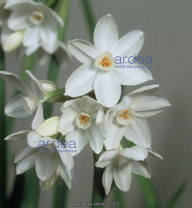 : Paper White Narcissus flowers : Paper White Narcissus flowers