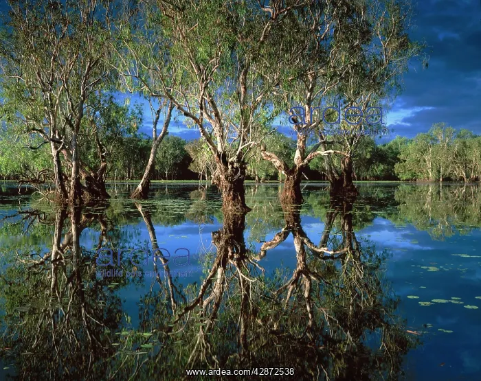 : Paperbark Forest - Weeping Paperbark in Billabong : Paperbark Forest - Weeping Paperbark in Billabong