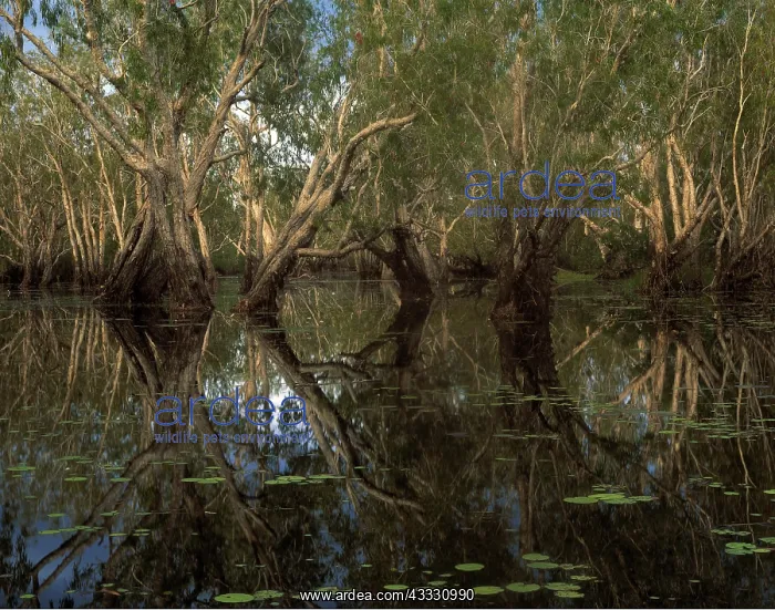 : Paperbark Forest - Weeping Paperbark in Billabong : Paperbark Forest - Weeping Paperbark in Billabong