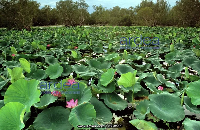 : Paperbark swamp with Lotus lilies (Nelumbo nucifera) : Paperbark swamp with Lotus lilies (Nelumbo nucifera)
