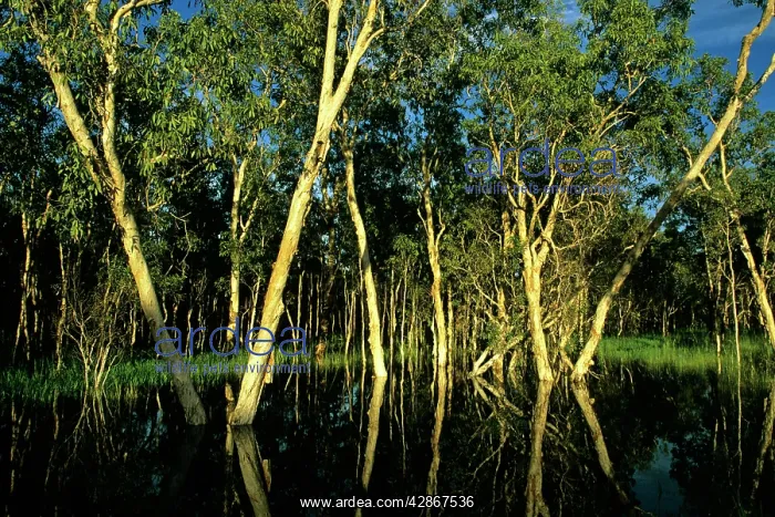 : Paperbark Swamp (M.leucadendra) : Paperbark Swamp (M.leucadendra)