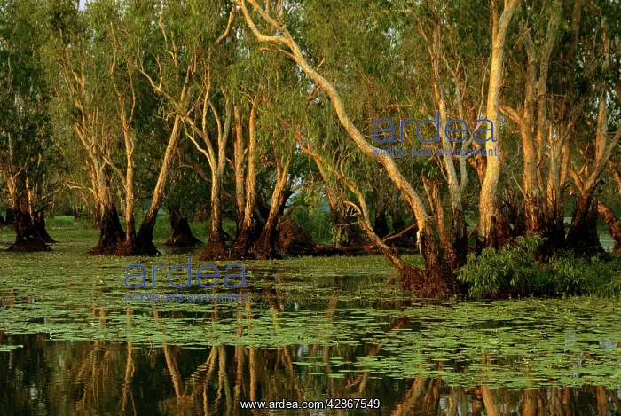 : Paperbark swamp with Waterlilies (Nymphea violacea) : Paperbark swamp with Waterlilies (Nymphea violacea)